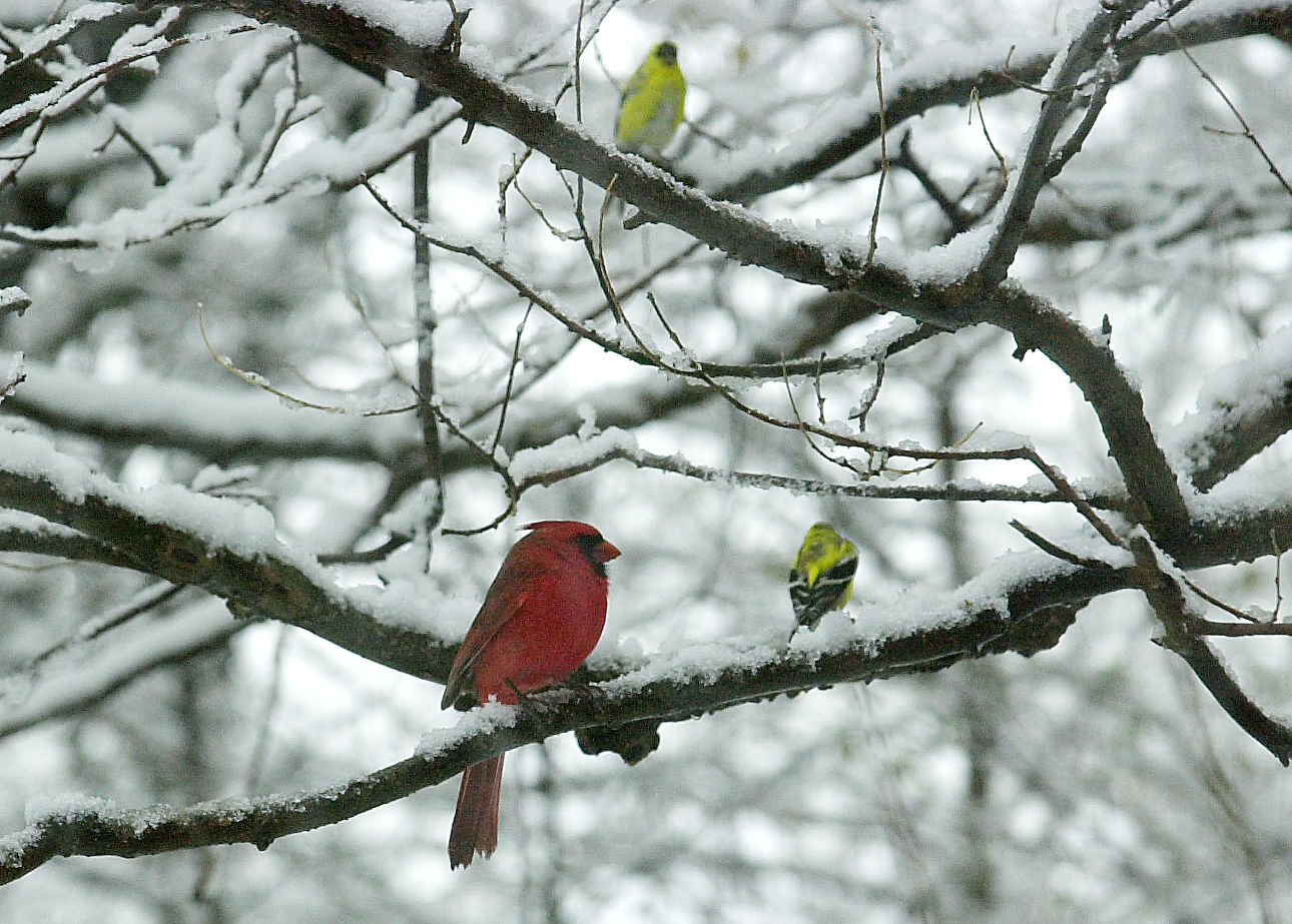Birds of winter